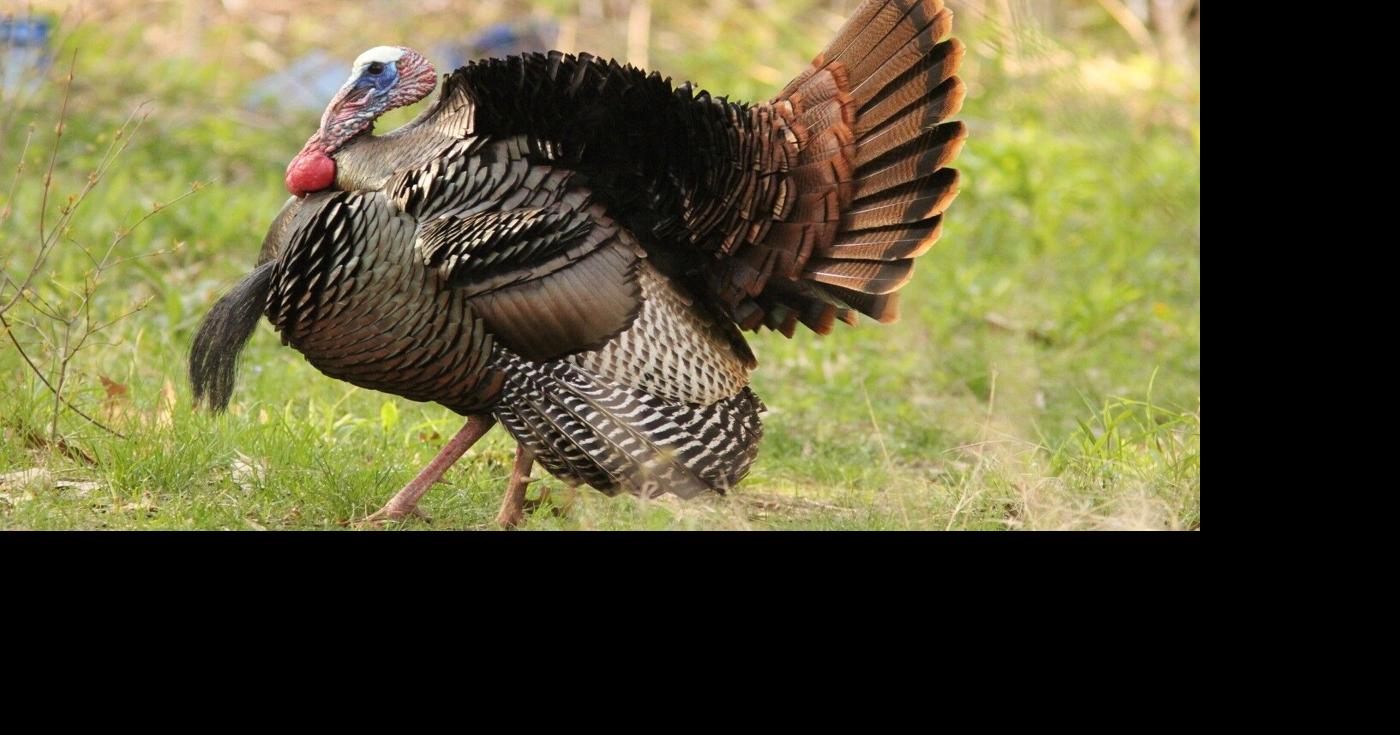 Michigan natives: The wild turkey