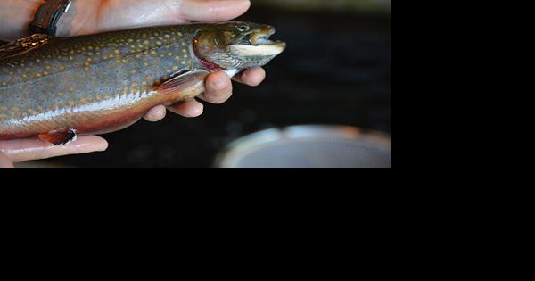 Time to get your fish on - Vimarsana News
