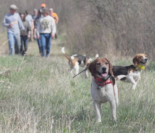 Beagle, rabbit enthusiasts converge on city of Evart | Local News ...