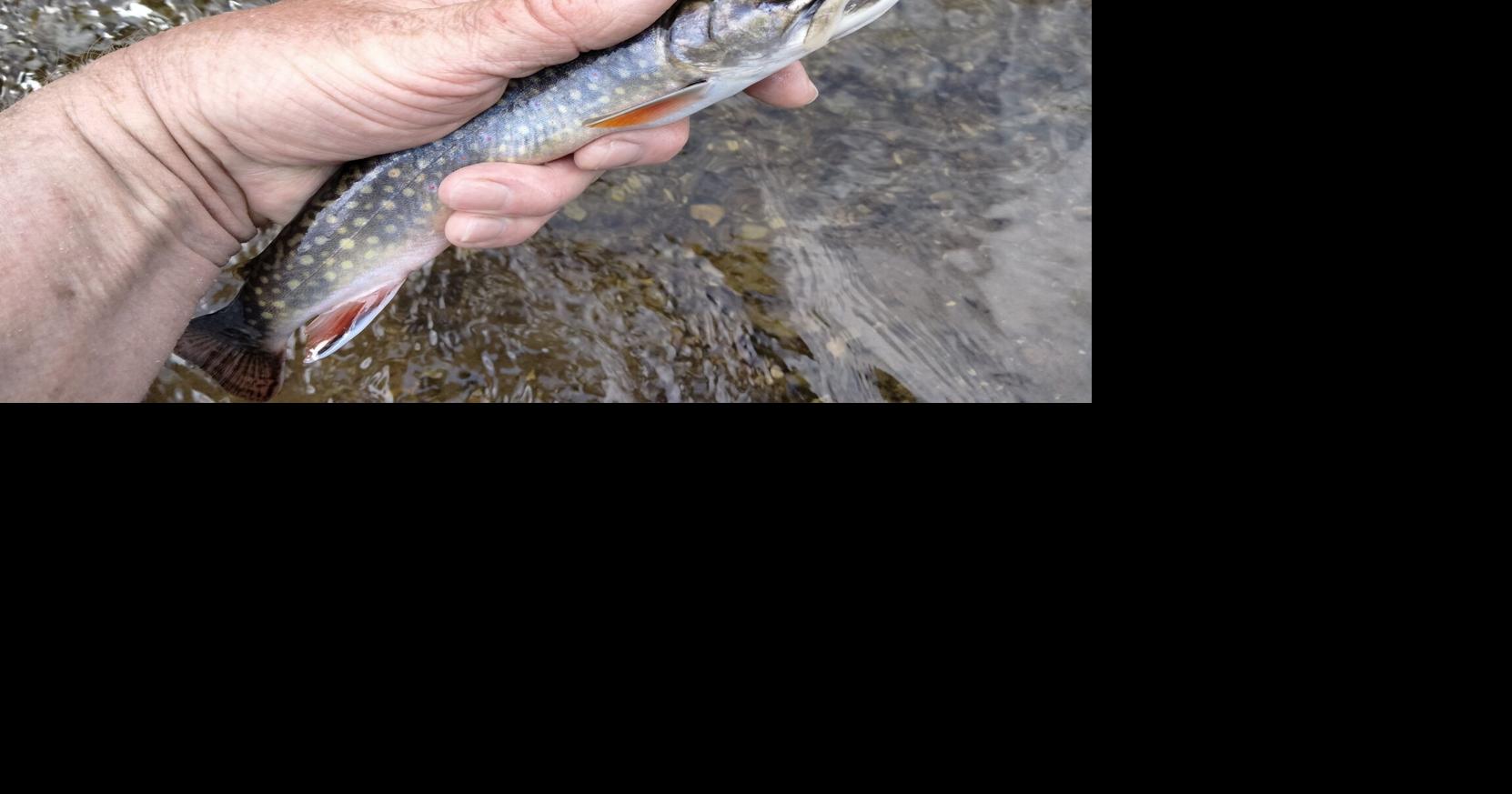 Those mottled fish lurking on the bottom of the stream? They’re ...