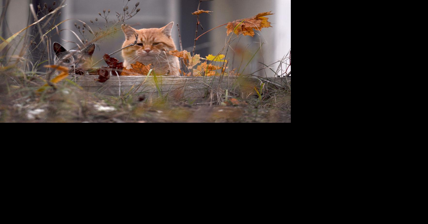 Addressing area's wild cat concerns complicated | News | cadillacnews.com