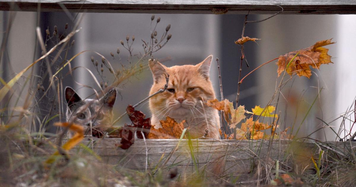 Cat Addressing Addressing area's wild cat concerns complicated | News | cadillacnews.com