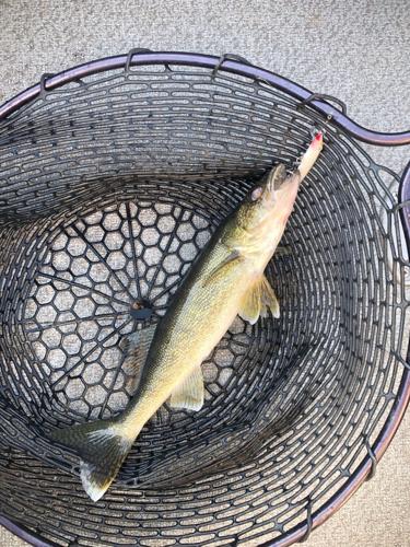 Volunteers provide DNR vital data about walleye in lakes Cadillac