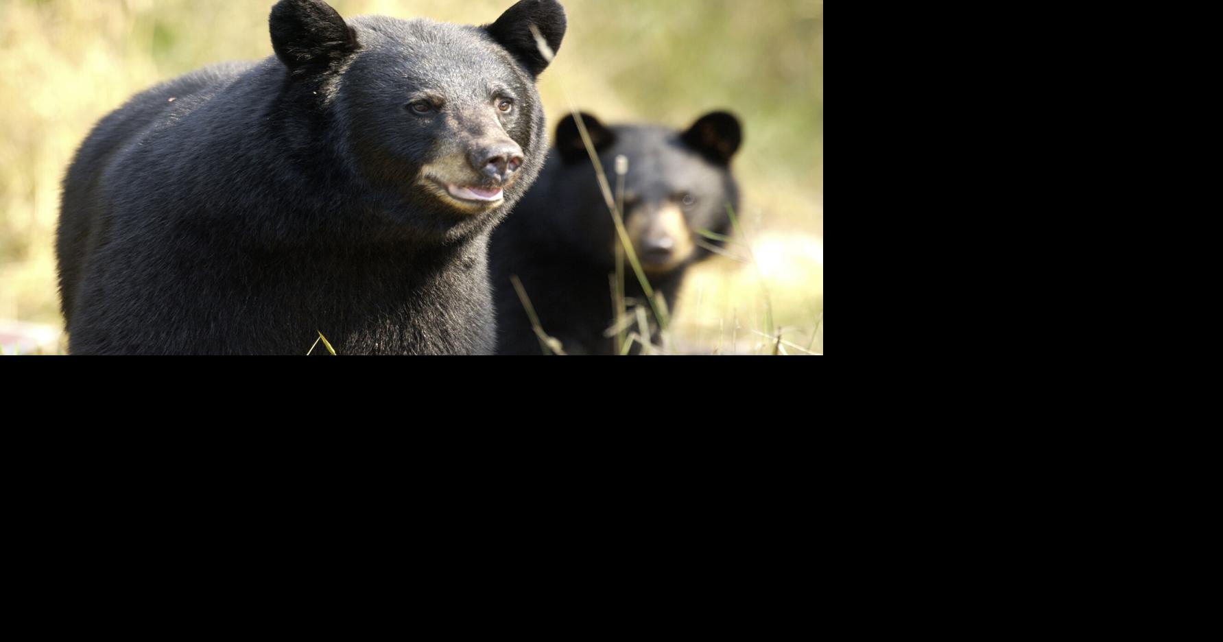 Michigan's other bear season is here