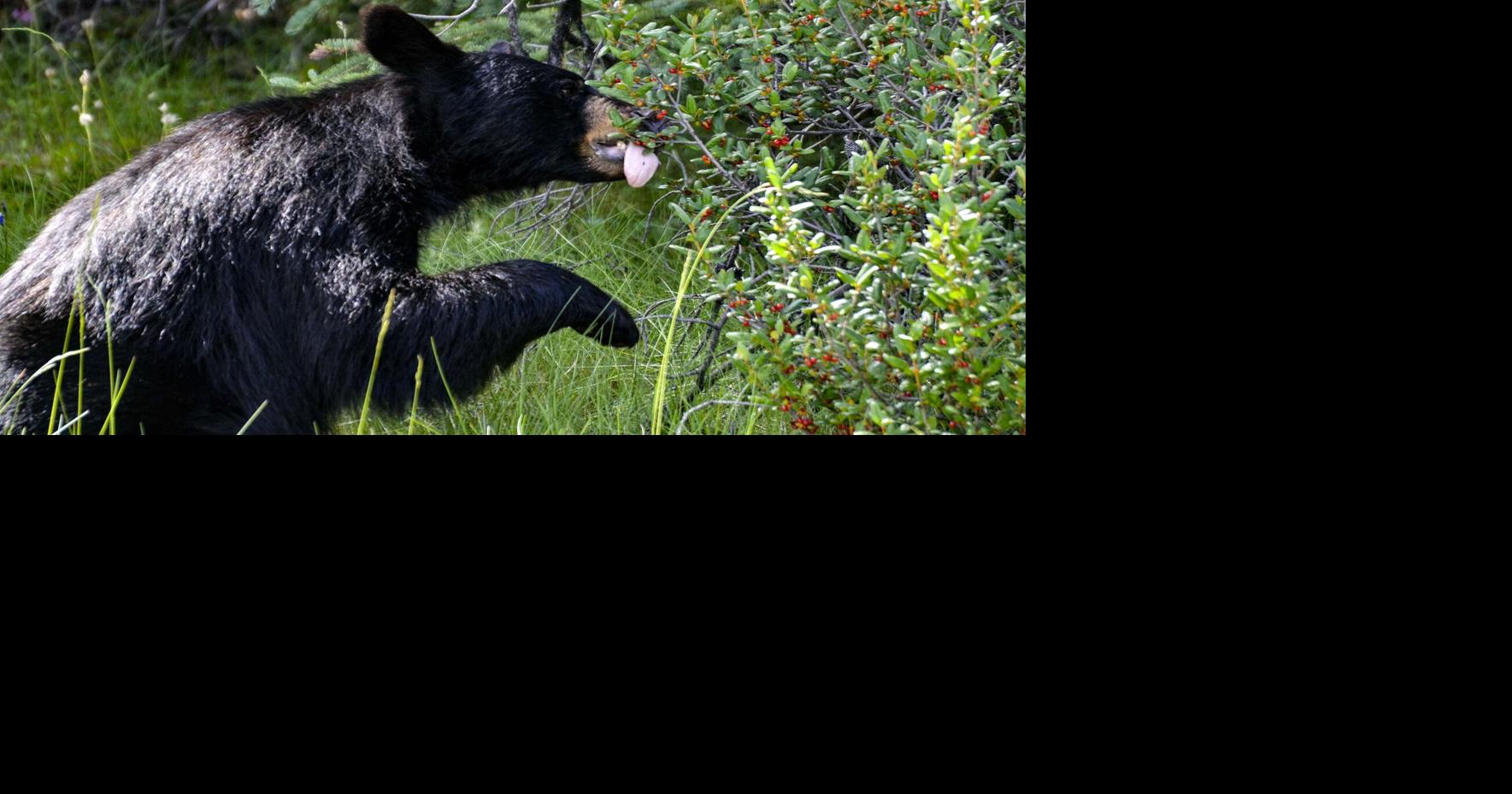 Bear hunters record strong 2025 harvest in Michigan