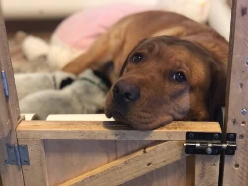 Maple A Broken Hearted English Lab Adopts Puppy News Cadillacnews Com