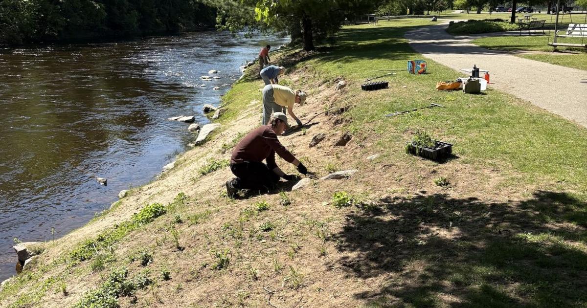 Resisting re-invasion: Native roots for resilient shorelines By Michael Ramsey North Country Cooperative Invasive Species Management Area Sep 8, 2026 5 mins ago
