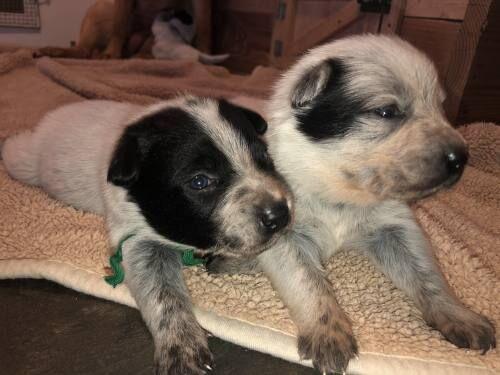 Maple A Broken Hearted English Lab Adopts Puppy News Cadillacnews Com