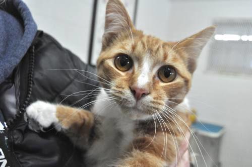 Dogs Cats At Wexford Animal Shelter Ready To Be Loved News Cadillacnews Com