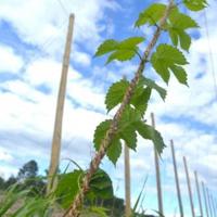 Hops farm sprouts new business opportunity for local farmer | Local ...