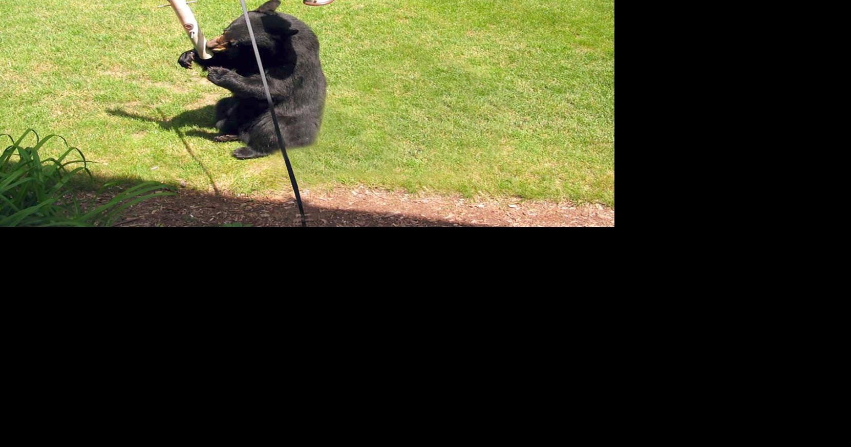 DNR: Holiday activity, food sources may be behind increase in bear sightings