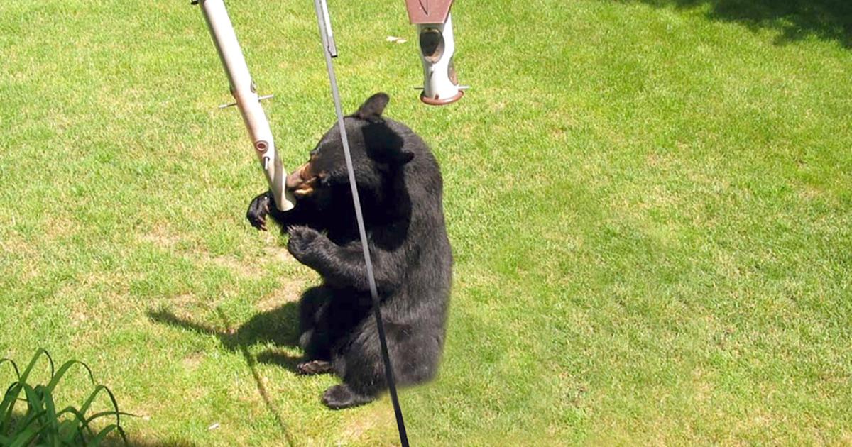 DNR: Holiday activity, food sources may be behind increase in bear sightings