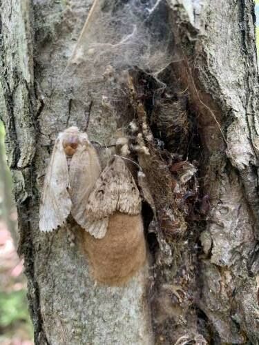 While Gypsy Moth Infestation Will Be Noticeable This Year, Populations 