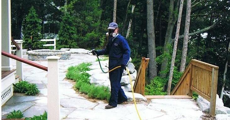 Why is it so arduous to eliminate mattress bugs? | Information Why is it so hard to get rid of bed bugs? | News