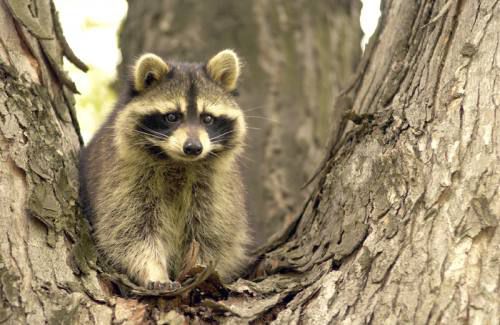 Critters, pests becoming more active as spring nears | Local News ...