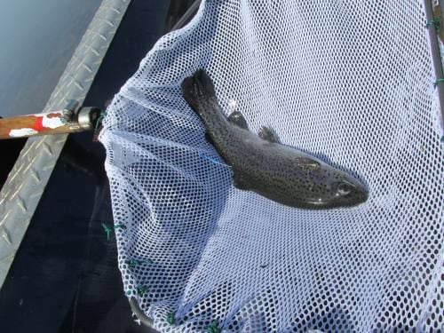 1,000 rainbow trout released into Lake Billings for annual Manton Fish  Derby, News