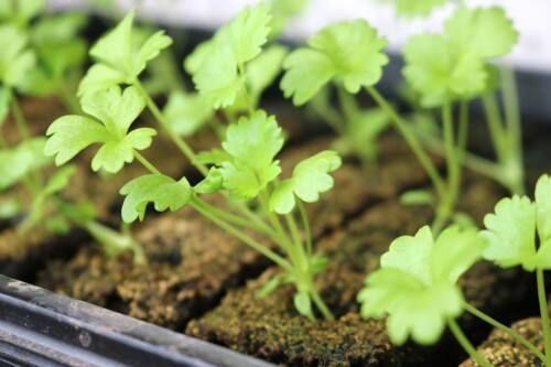 Spring has sprung at 3rd Day Farm - Vimarsana News
