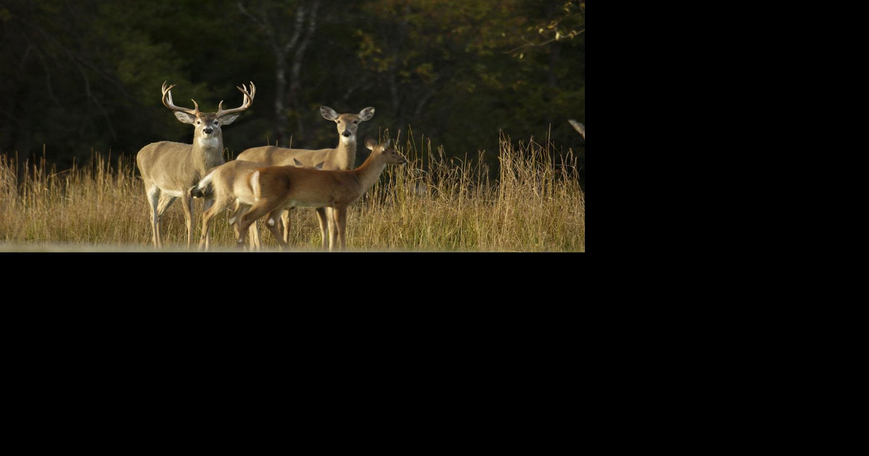 DNR highlights changes ahead of 2026 deer hunting season