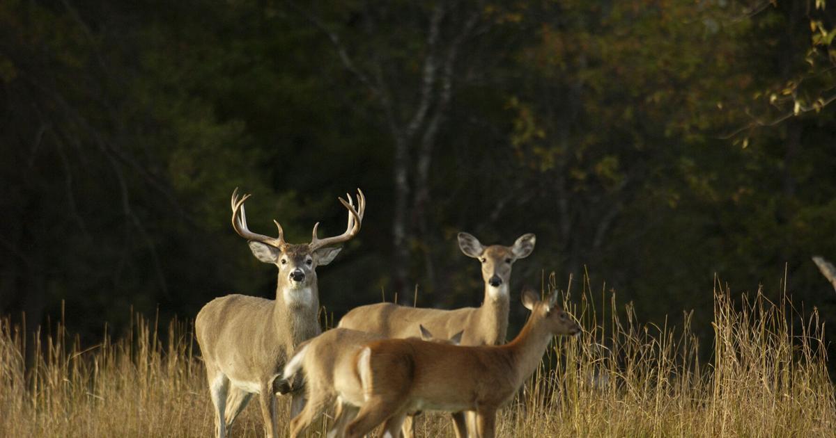 DNR highlights changes ahead of 2026 deer hunting season