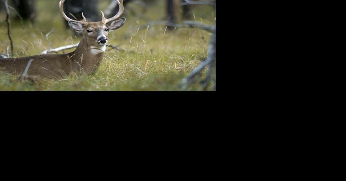 2021 a good year for deer hunters, 2022 shaping up to be the same - Vimarsana News