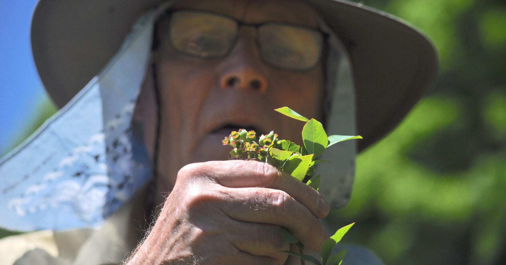 Area fruit farmers 'dodged a bullet' this spring - Vimarsana News
