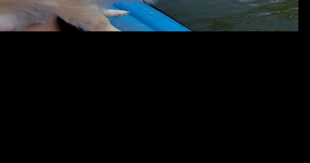 Mutt Mania March 25-26 - Benny v. Tundra and Trixie v. Winchester ...