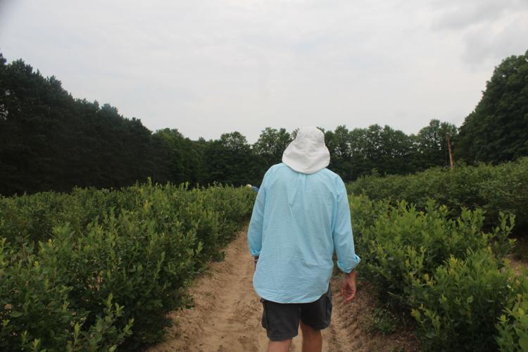 It's blueberry season | News | cadillacnews.com