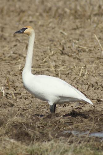 Community - Swans | Local News | cadillacnews.com