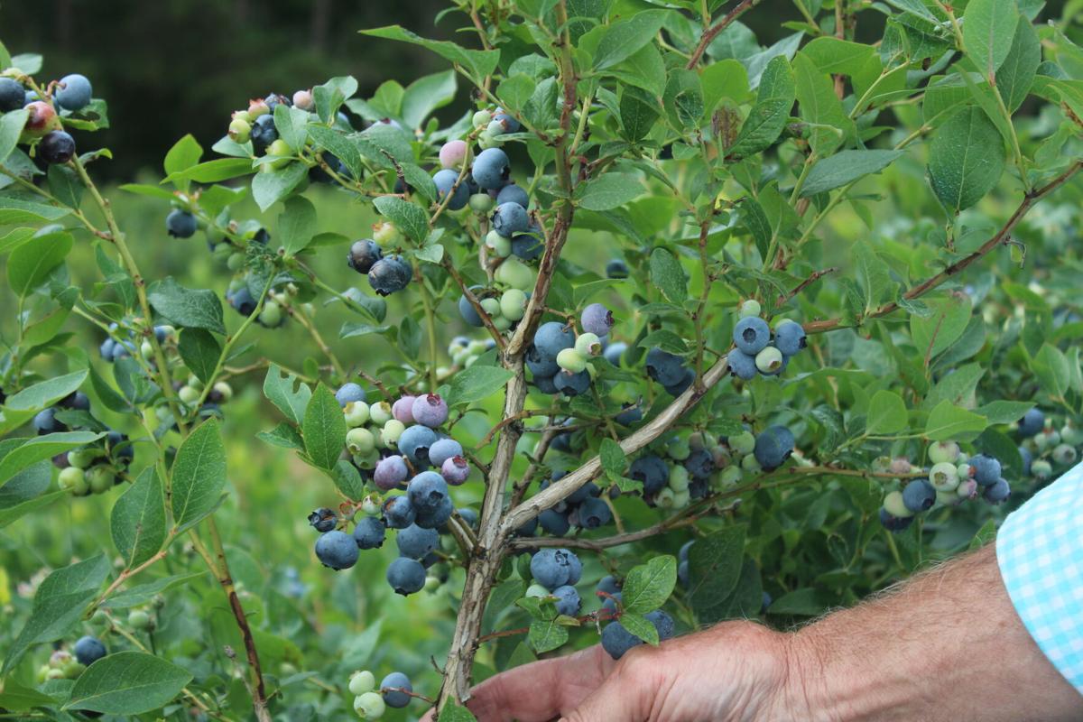 It's blueberry season | News | cadillacnews.com