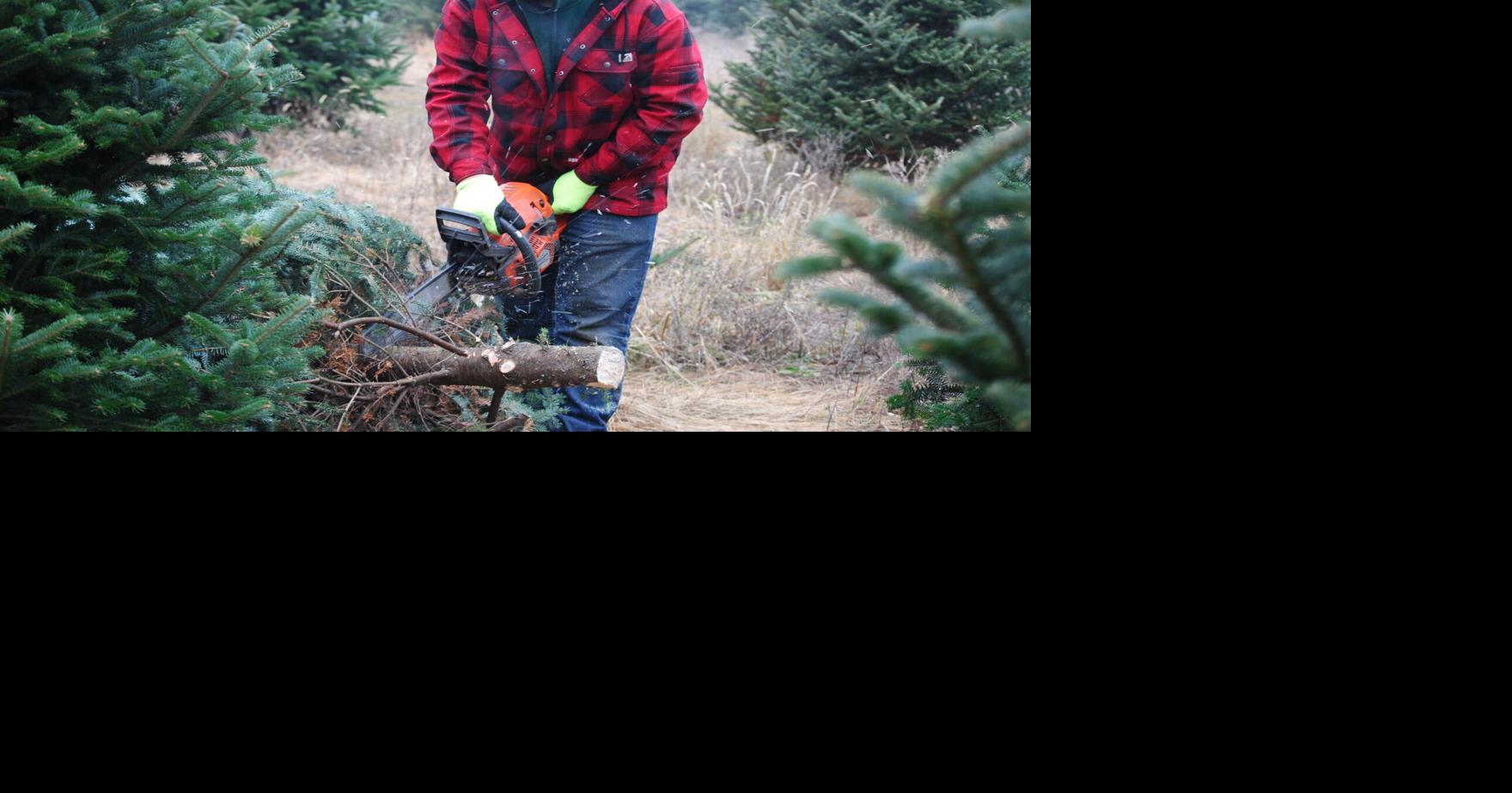 Demand for real Christmas trees expected to hold steady this winter