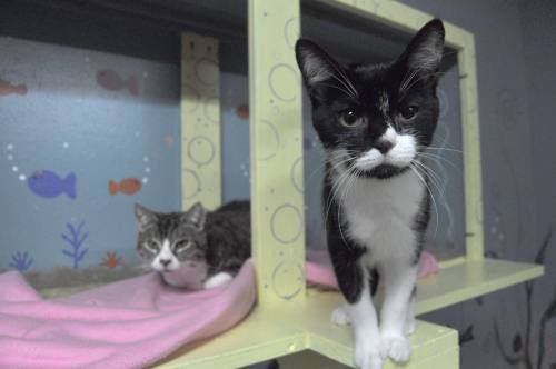 free adoption day humane society