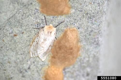 Gypsy Moth Porn - Gypsy moth feeding season nearing its end | News | cadillacnews.com