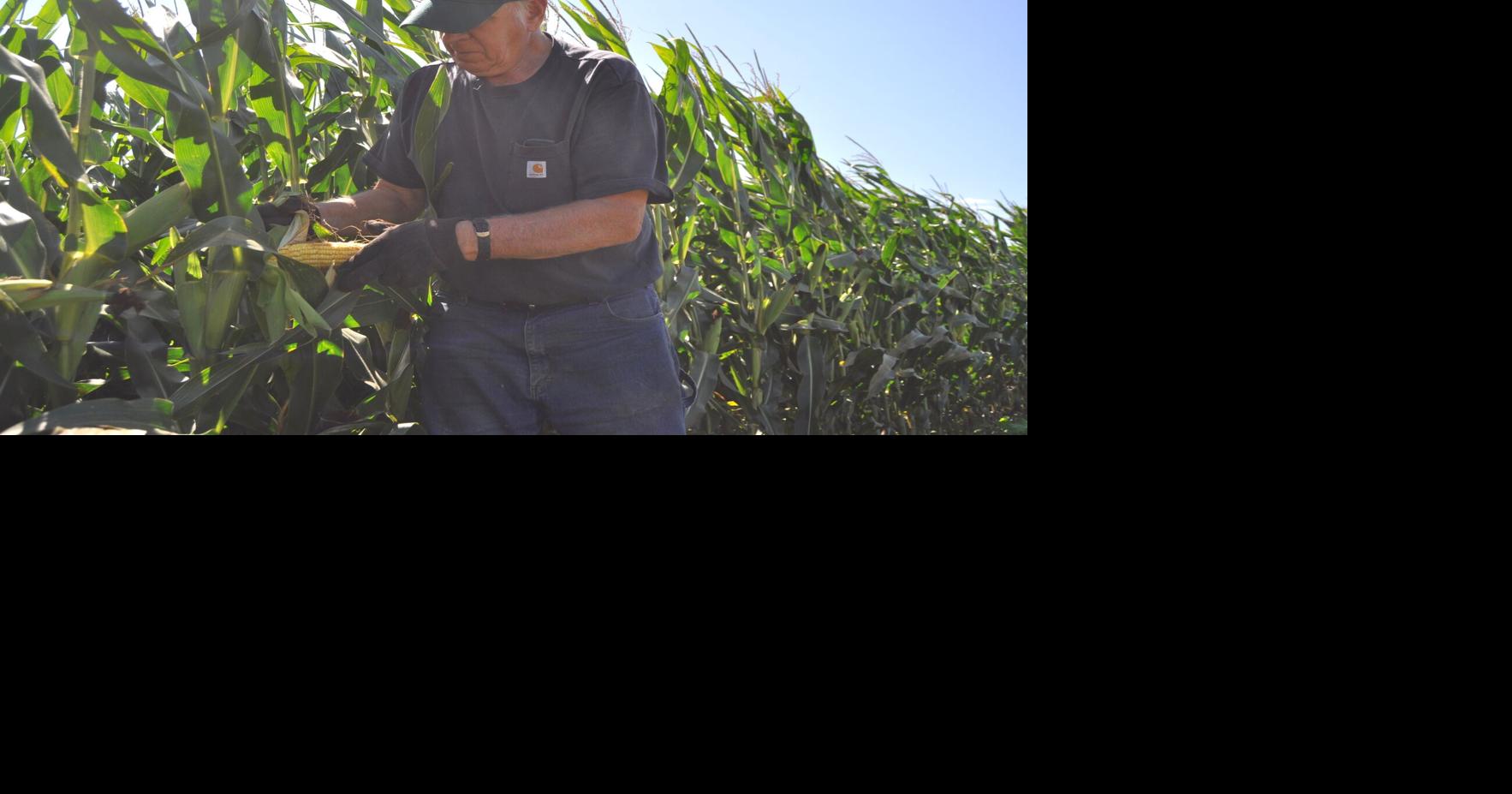 Farmers could see 'record breaking year' as corn harvest approaches ...