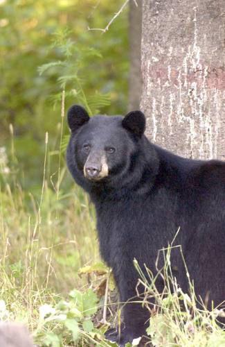 Critters, pests becoming more active as spring nears | Local News ...