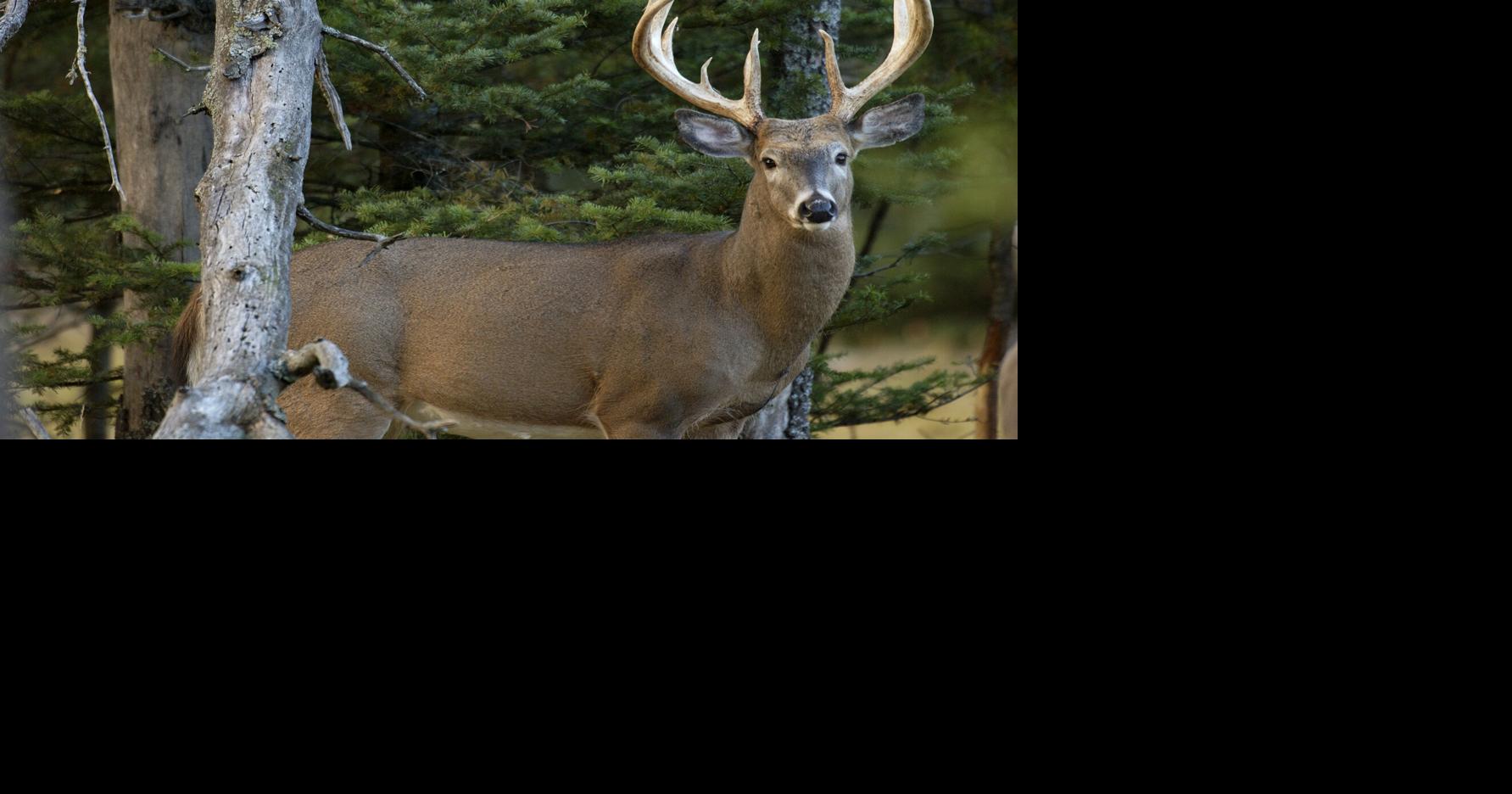 NRC approves deer regulations for 20232025 seasons News