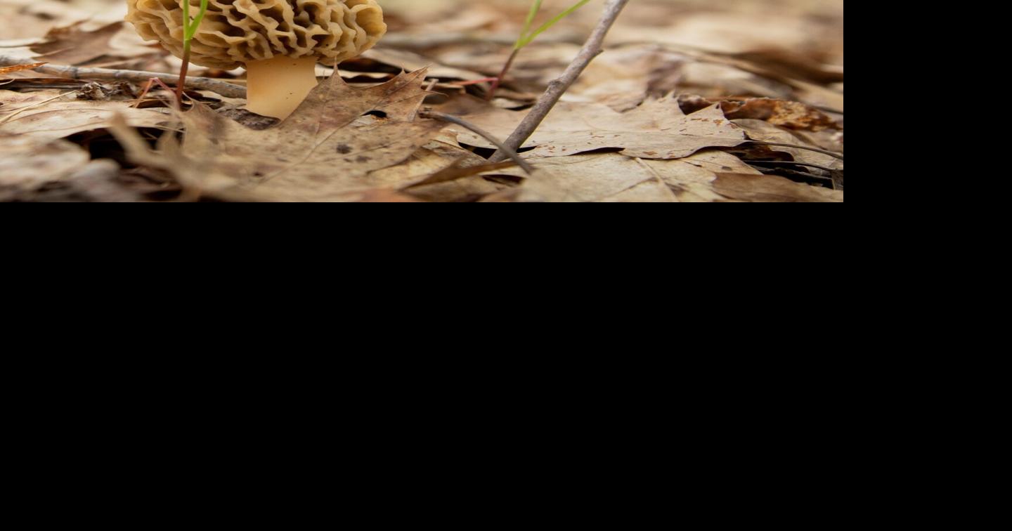 Expert says peak of morel season is right now | News | cadillacnews.com