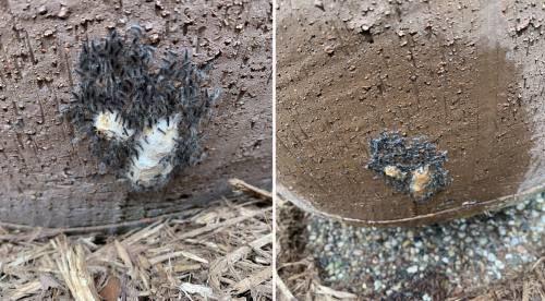 Gypsy Moth Outbeaks In Michigan News Cadillacnews Com