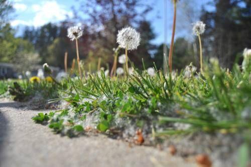 Area where grass and tree pollen overlap to reach the peak of the spring allergy season | News Area where grass and tree pollen overlap to reach the peak of the spring allergy season | News