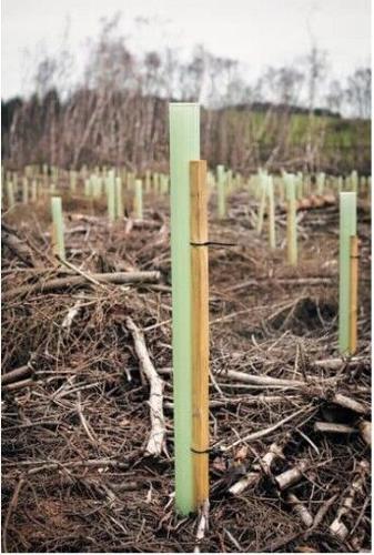 Tree Tubes And Splints Protecting your spring tree plantings | Guest Column | cadillacnews.com