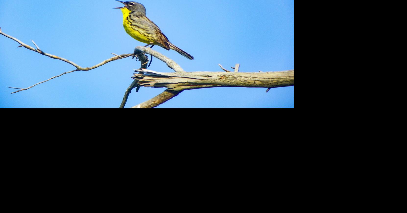 Wildlife biologists launch survey to monitor Kirtland’s warbler in northern Michigan