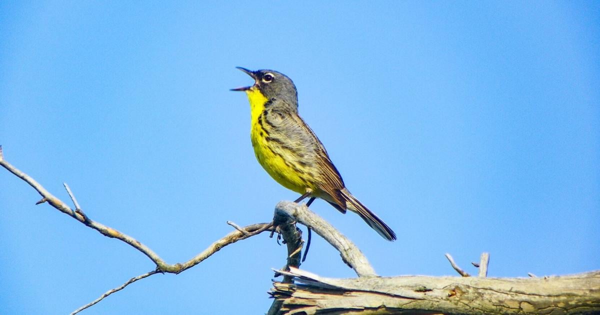Wildlife biologists launch survey to monitor Kirtland’s warbler in northern Michigan