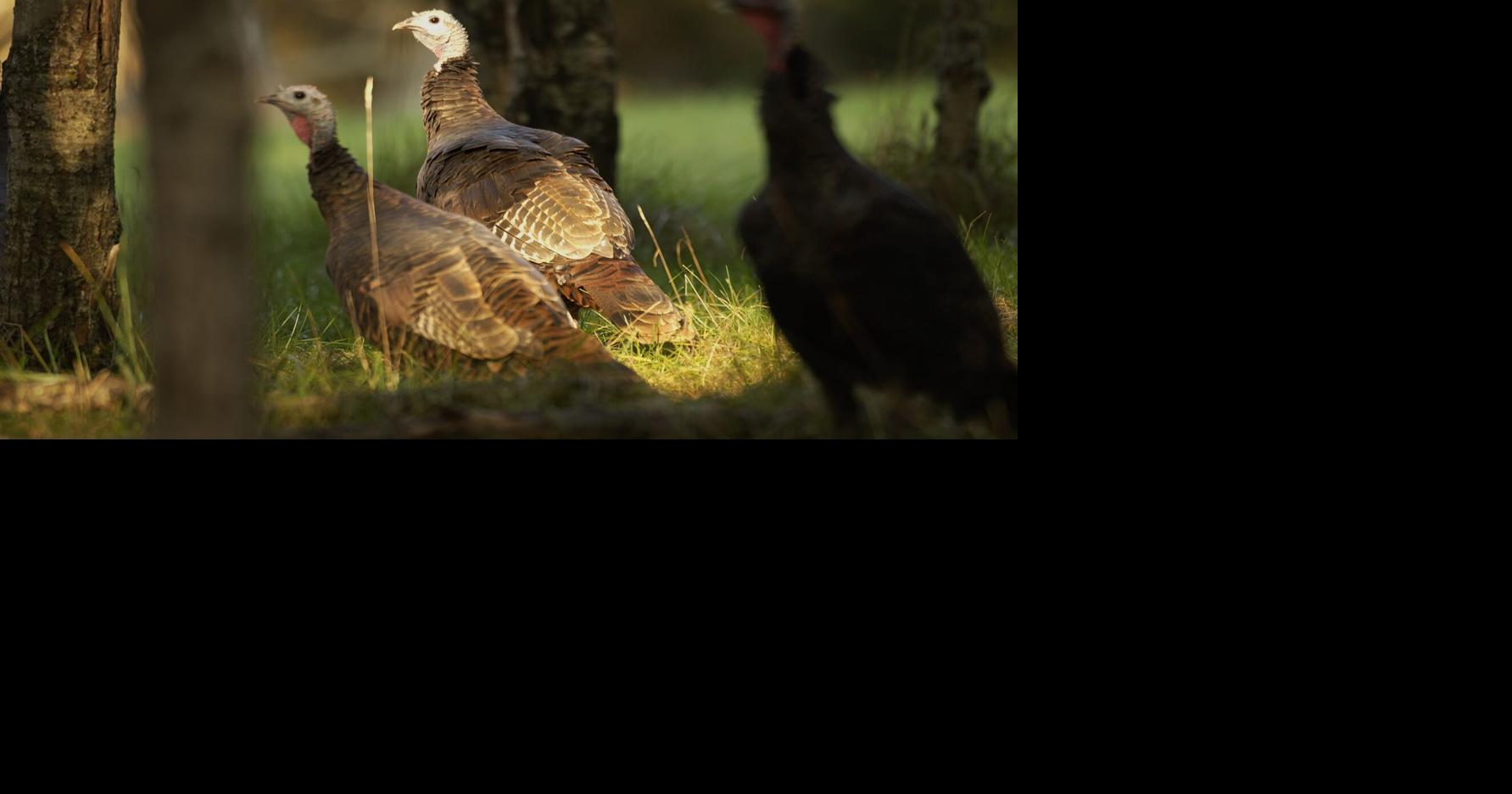 Michigan spring turkey season applications open through Feb. 1