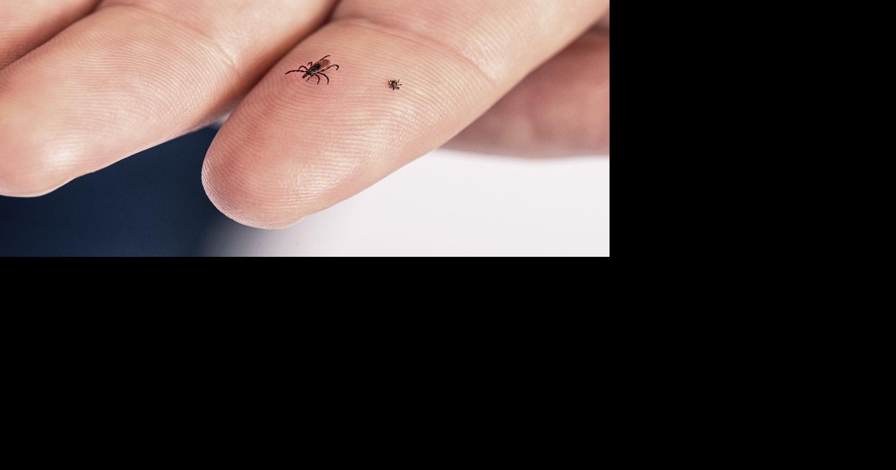 Spring, summer in Michigan means ticks and mosquitoes