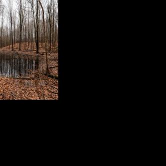 Vernal Pool Party: Exploring vernal pools in Michigan