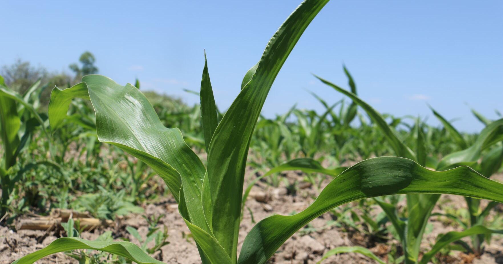 Continued dry weather could be devastating to crop yields later this year - Vimarsana News