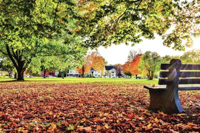 Fallen Leaves At Bandstand Park