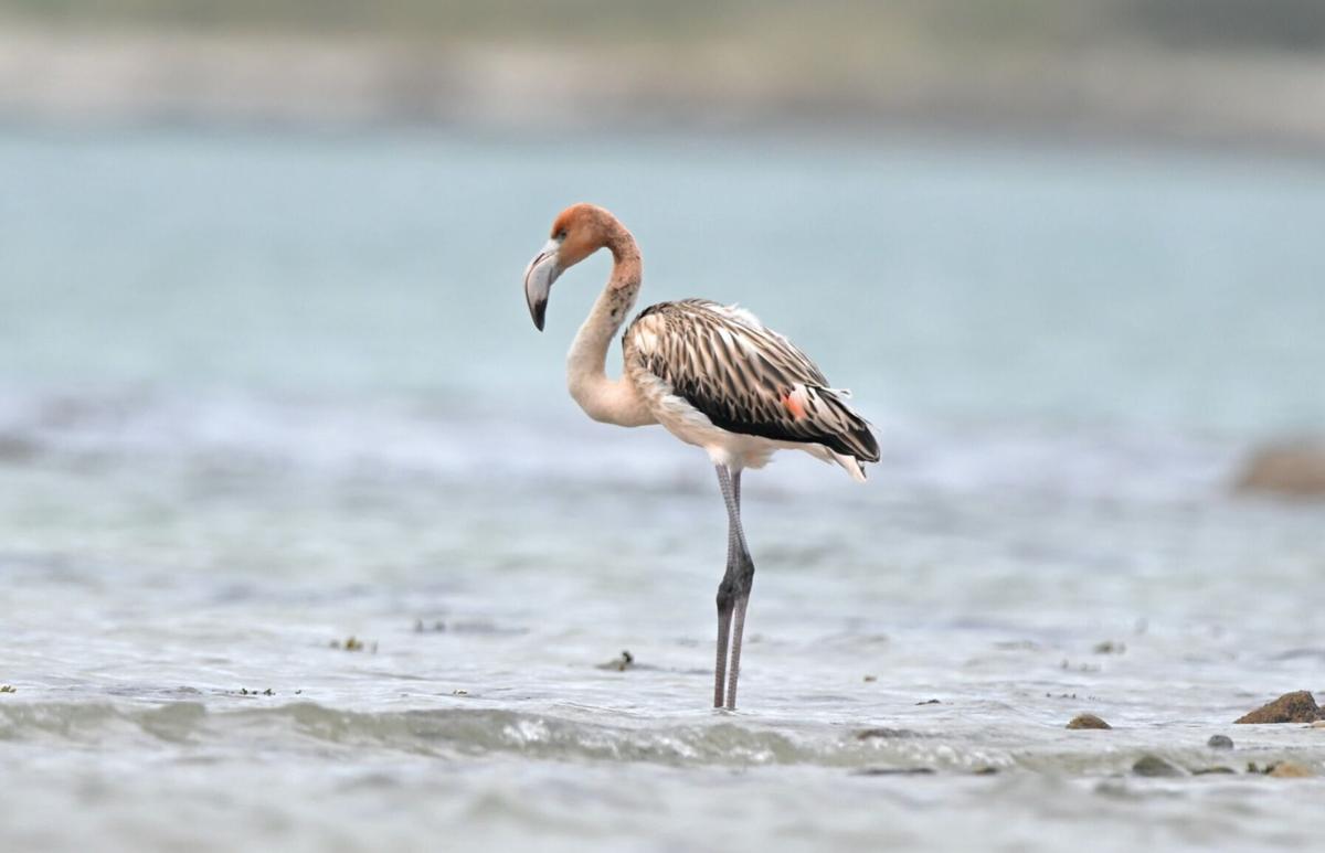 Frankie the Flamingo living new life in France after escaping | National |  caledonianrecord.com