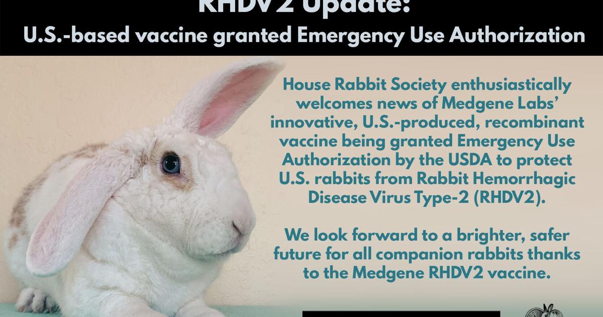 Rabbit Virus May Be Spreading Into Vermont | Local News ...