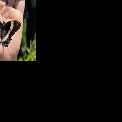 Butterfly blitzing: Volunteer naturalists help scientists survey the state’s butterfly populations