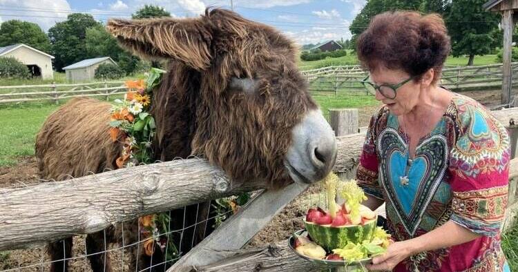 Miracle Donkeys Mark Birthdays With Bash - Vimarsana News